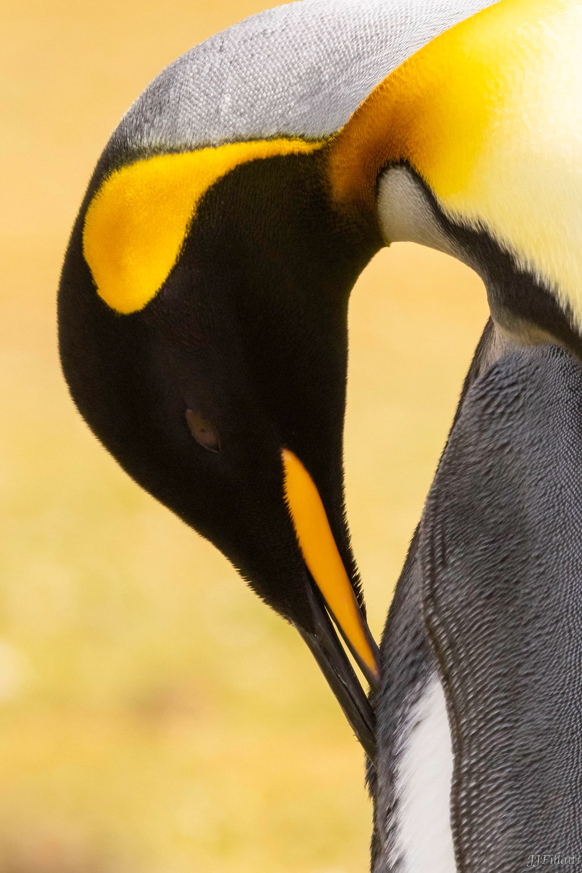 bird of the falklands image 2